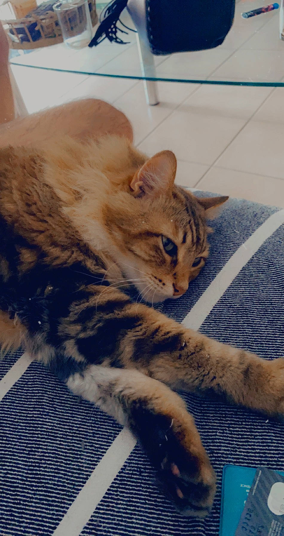 Polux a rejoint le concours — aidez-le/la à gagner de superbes lots ! carnivore, cat, claw, comfort, domestic_short_haired_cat, fawn, felidae, floor, flooring, fur, leg, mammal, paw, sand, small_to_medium_sized_cats, snout, tail, terrestrial_animal, whiskers, wood