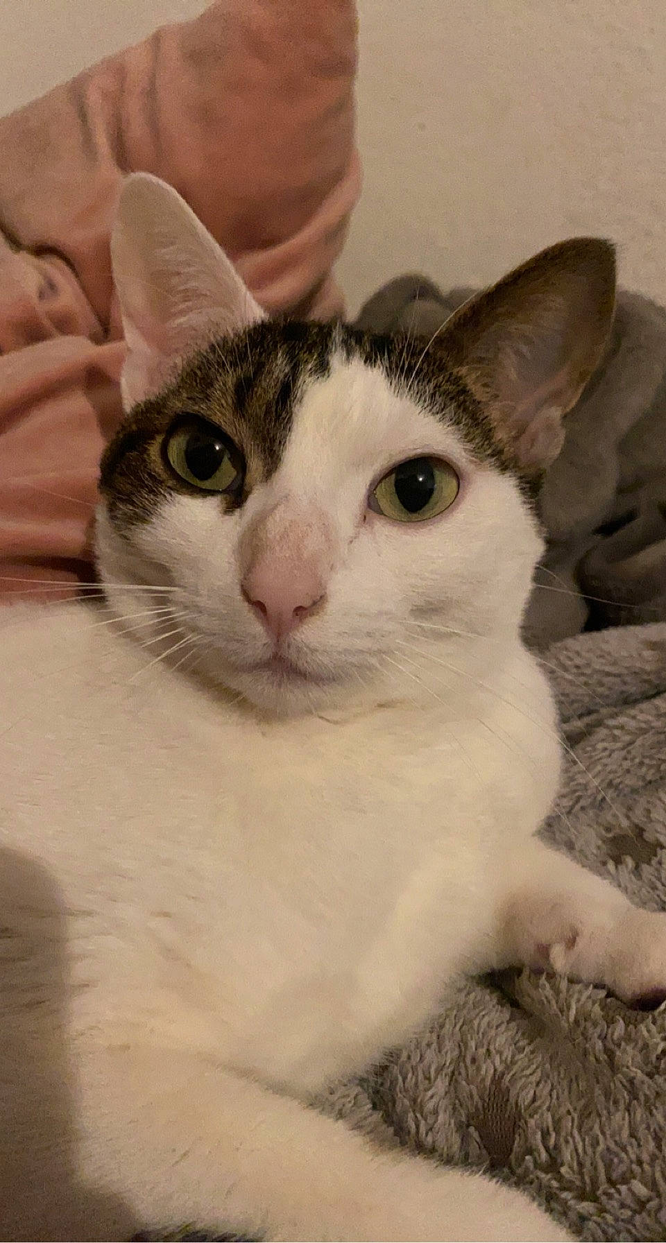 Loïs participe au concours pour gagner de l'argent avec cette photo : carnivore, cat, domestic_short_haired_cat, ear, felidae, fur, plant, small_to_medium_sized_cats, snout, whiskers