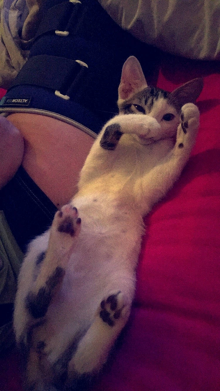 Loïs a rejoint le concours — aidez-le/la à gagner de superbes lots ! carnivore, cat, cloud, comfort, companion_dog, dog_breed, domestic_short_haired_cat, fawn, felidae, foot, human_leg, leg, mammal, paw, sky, small_to_medium_sized_cats, snout, tail, vertebrate, whiskers