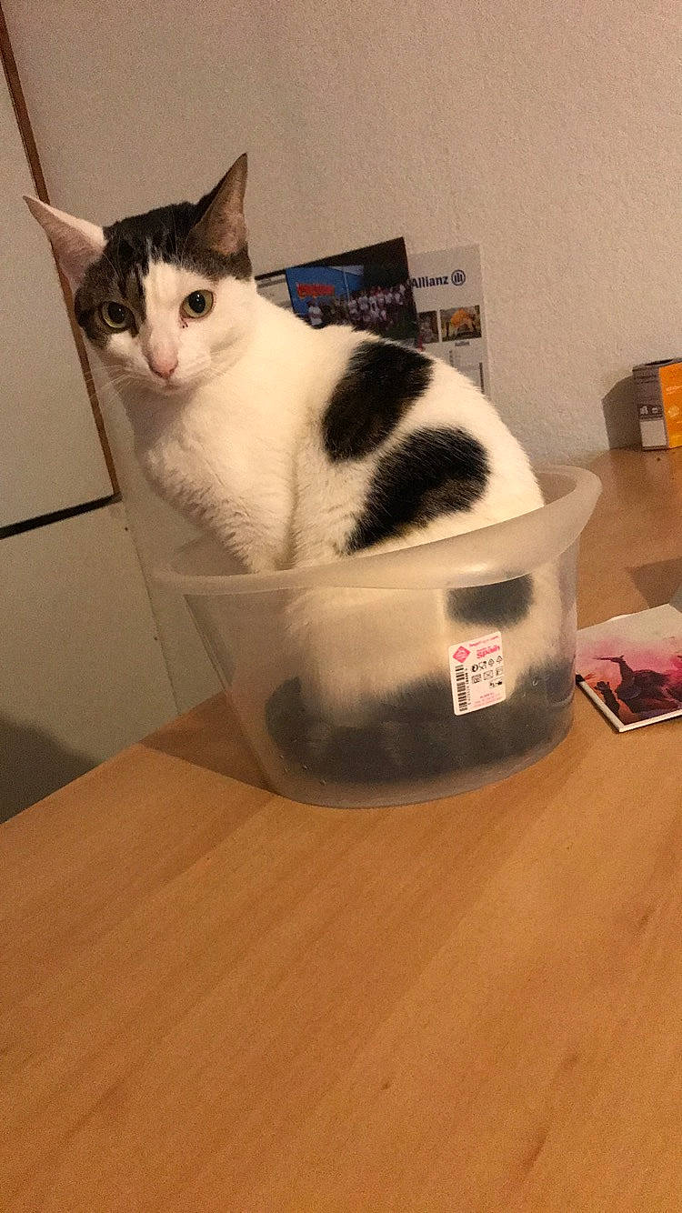 Loïs a rejoint le concours — aidez-le/la à gagner de superbes lots ! carnivore, cat, domestic_short_haired_cat, felidae, flooring, fur, hardwood, laminate_flooring, mammal, packaging_and_labeling, pet_supply, plywood, small_to_medium_sized_cats, snout, table, tail, vertebrate, whiskers, wood, wood_stain