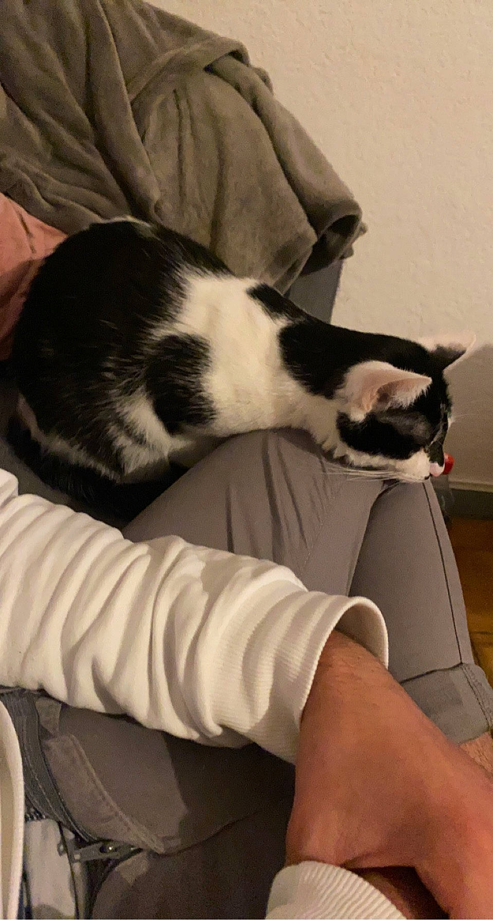 Teddy a rejoint le concours — aidez-le/la à gagner de superbes lots ! canidae, carnivore, cat, comfort, companion_dog, dog_breed, domestic_short_haired_cat, elbow, felidae, fur, gesture, human_leg, lap, leg, linens, small_to_medium_sized_cats, snout, textile, thigh, whiskers