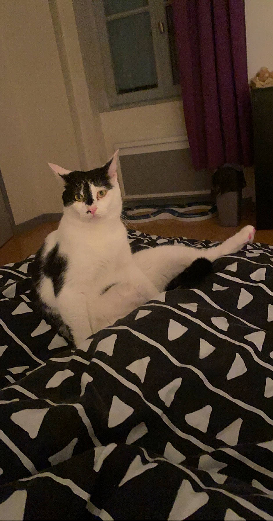 Teddy participe au concours pour gagner de l'argent avec cette photo : carnivore, cat, comfort, curtain, domestic_short_haired_cat, eye, felidae, floor, flooring, fur, grey, hardwood, linens, small_to_medium_sized_cats, snout, tail, textile, whiskers, window, wood