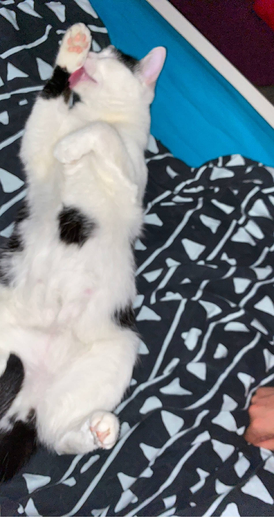 Teddy a rejoint le concours — aidez-le/la à gagner de superbes lots ! carnivore, cat, claw, comfort, companion_dog, dog_breed, felidae, fur, non_sporting_group, pattern, paw, small_to_medium_sized_cats, stuffed_toy, tail, terrestrial_animal, toy, whiskers