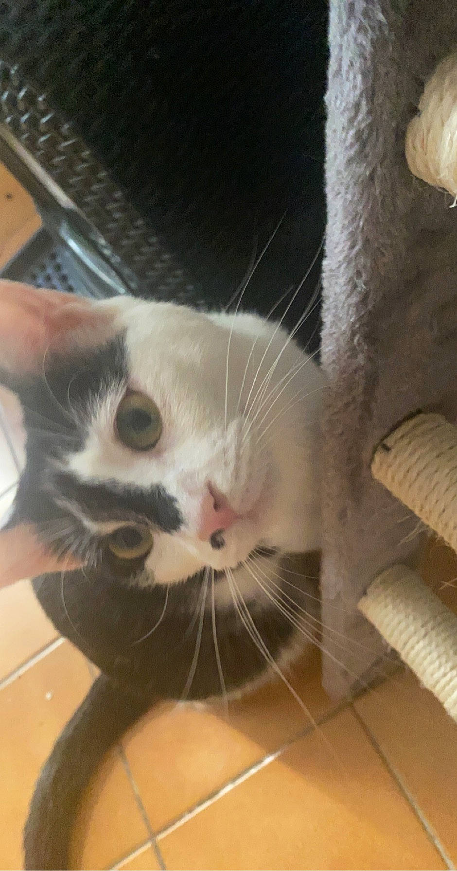 Teddy a rejoint le concours — aidez-le/la à gagner de superbes lots ! carnivore, cat, claw, comfort, domestic_short_haired_cat, ear, fawn, felidae, flooring, foot, fur, paw, photo_caption, small_to_medium_sized_cats, snout, tail, whiskers