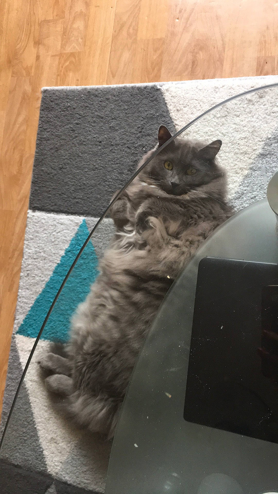 Swaguy a rejoint le concours — aidez-le/la à gagner de superbes lots ! british_shorthair, carnivore, cat, domestic_short_haired_cat, dragon_li, european_shorthair, felidae, fur, kitten, maine_coon, nebelung, norwegian_forest_cat, small_to_medium_sized_cats, tabby_cat, tail, whiskers