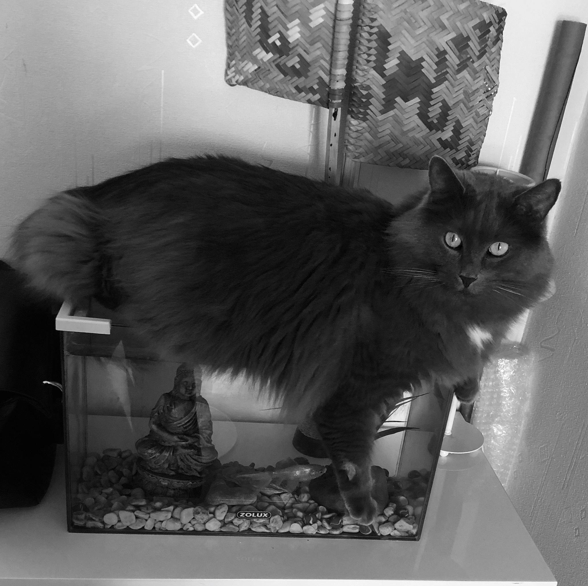 Swaguy participe au concours pour gagner de l'argent avec cette photo : asian, black_and_white, british_longhair, carnivore, cat, cymric, domestic_long_haired_cat, domestic_short_haired_cat, felidae, fur, kitten, maine_coon, nebelung, norwegian_forest_cat, ragamuffin, small_to_medium_sized_cats, tail, whiskers