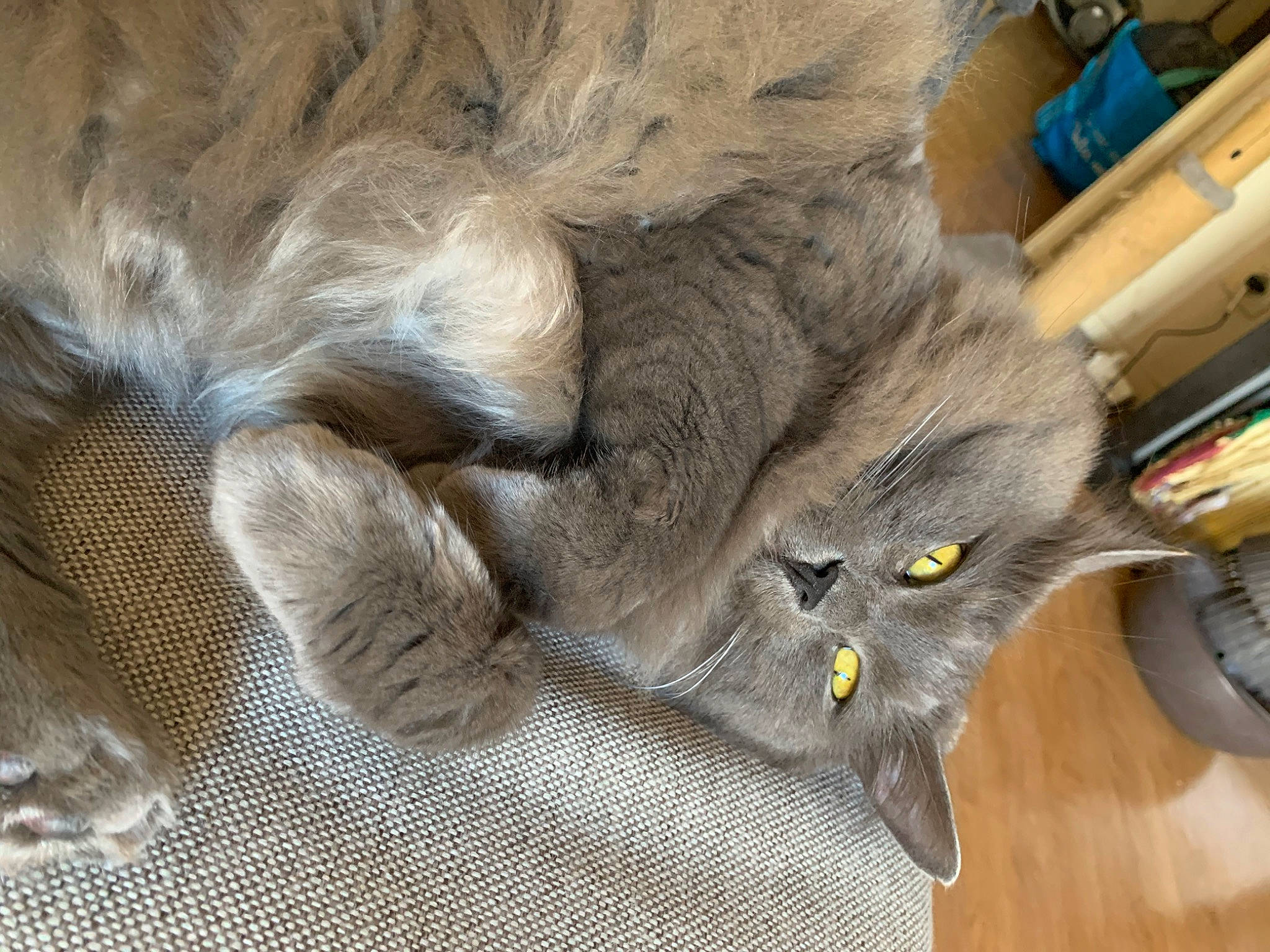 Swaguy a rejoint le concours — aidez-le/la à gagner de superbes lots ! british_longhair, carnivore, cat, chartreux, claw, domestic_long_haired_cat, domestic_short_haired_cat, european_shorthair, fawn, felidae, fur, korat, nebelung, norwegian_forest_cat, persian, russian_blue, small_to_medium_sized_cats, whiskers