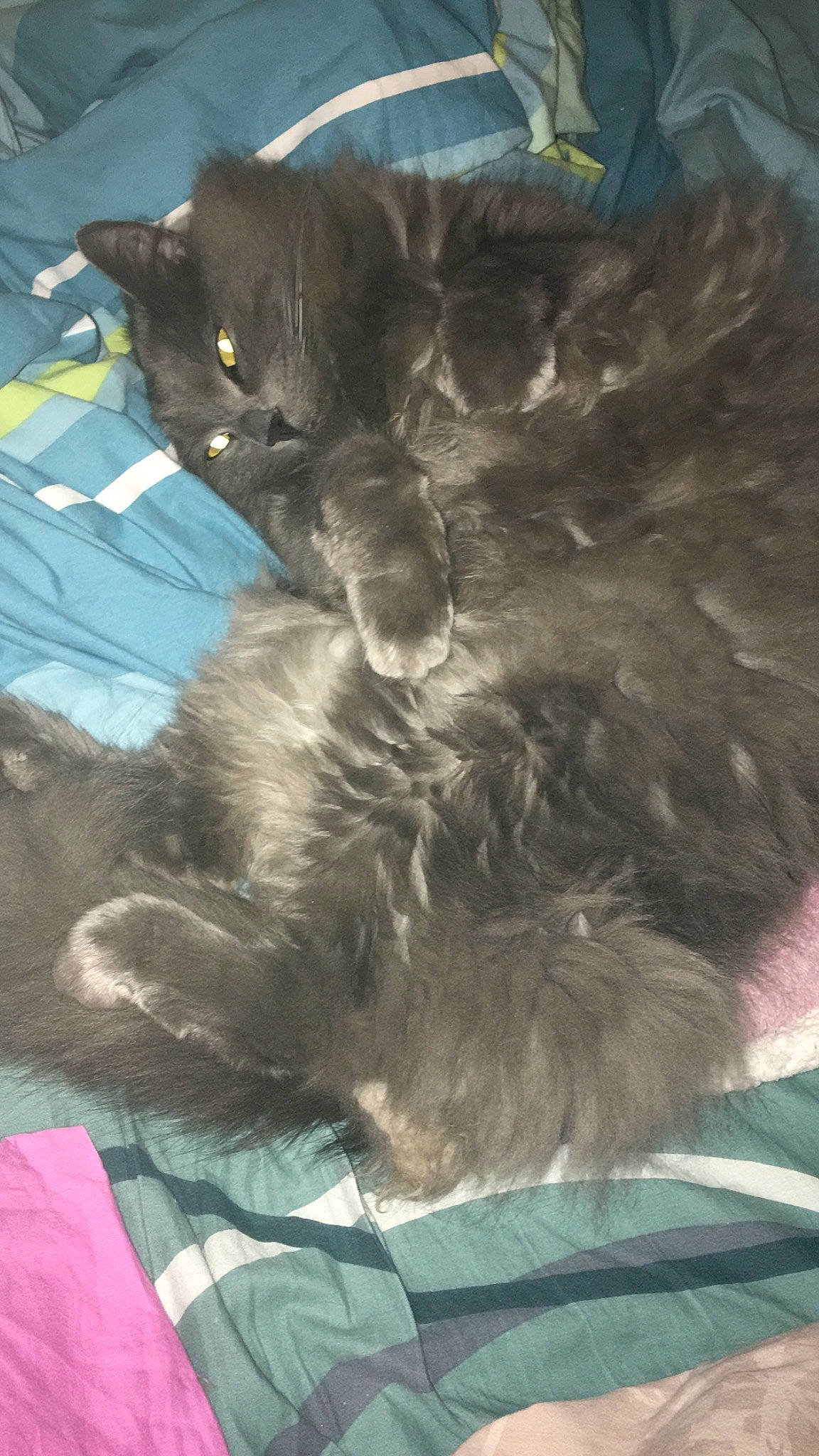 Swaguy a rejoint le concours — aidez-le/la à gagner de superbes lots ! british_longhair, carnivore, cat, domestic_long_haired_cat, felidae, korat, nebelung, norwegian_forest_cat, russian_blue, small_to_medium_sized_cats, tail, whiskers