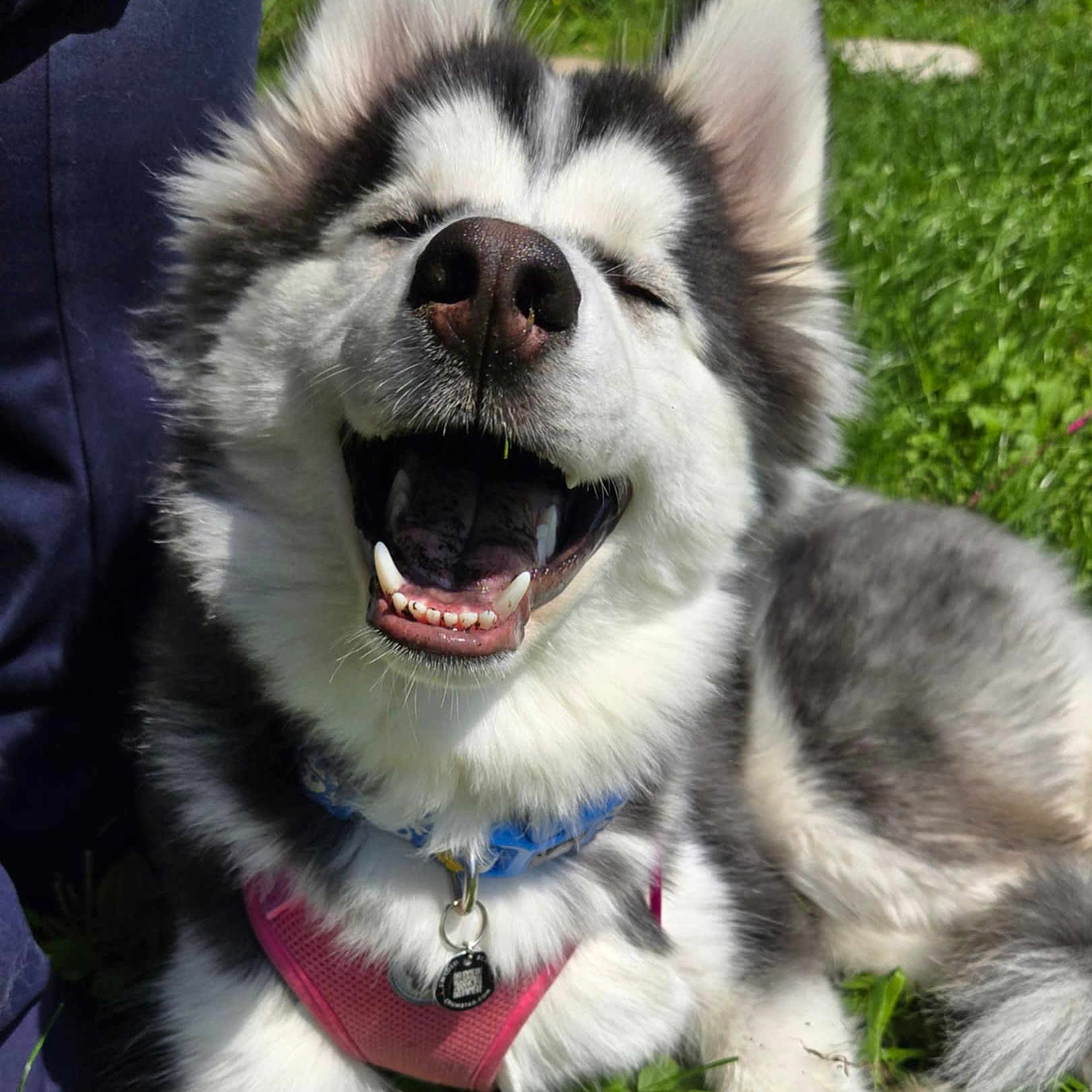 Vivi joined the competition — help win amazing prizes! animal, canine, collar, cute, dog, ears, fur, grass, happy, harness, husky, nature, open_mouth, outdoor, pet, playful, puppy, smiling, sunlight, tongue