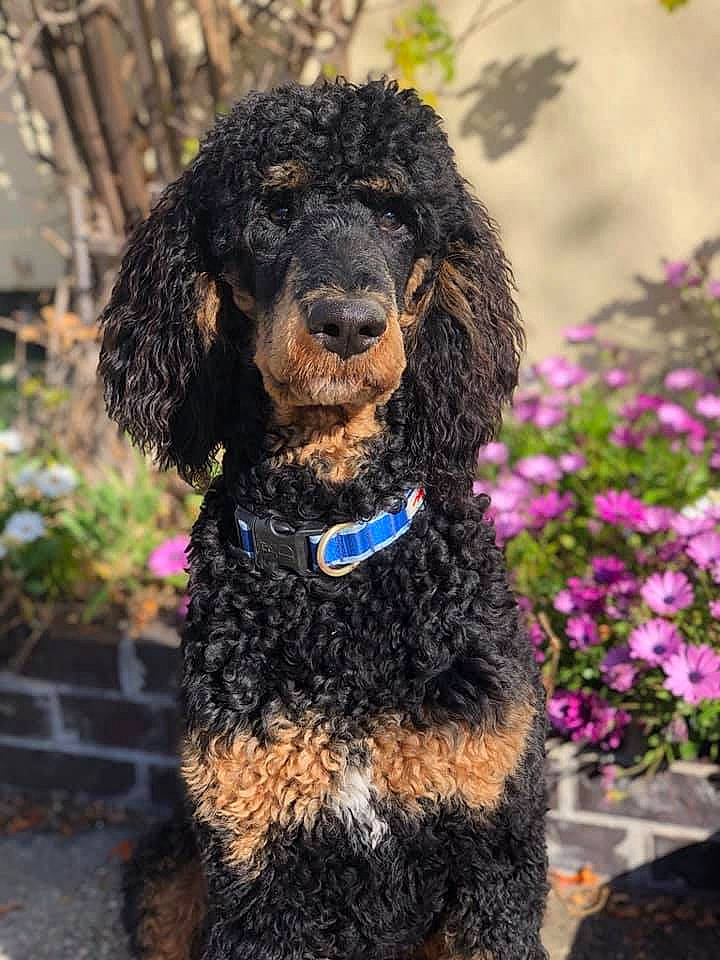 Garvey joined the competition — help win amazing prizes! annual_plant, canidae, carnivore, collar, companion_dog, dog, dog_breed, dog_collar, flowerpot, fur, leash, mammal, pet_supply, poodle, snout, sporting_group, standard_poodle, vertebrate, water_dog, working_animal