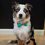 Riddick joined the competition — help win amazing prizes! dog, puppy, australian_shepherd, bow_tie, blue_eyes, heterochromia, fluffy, merle_coat, sitting, portrait, pet, canine, cute, adorable, indoor, studio_lighting, dark_background, wood_floor, collar, animal_photography