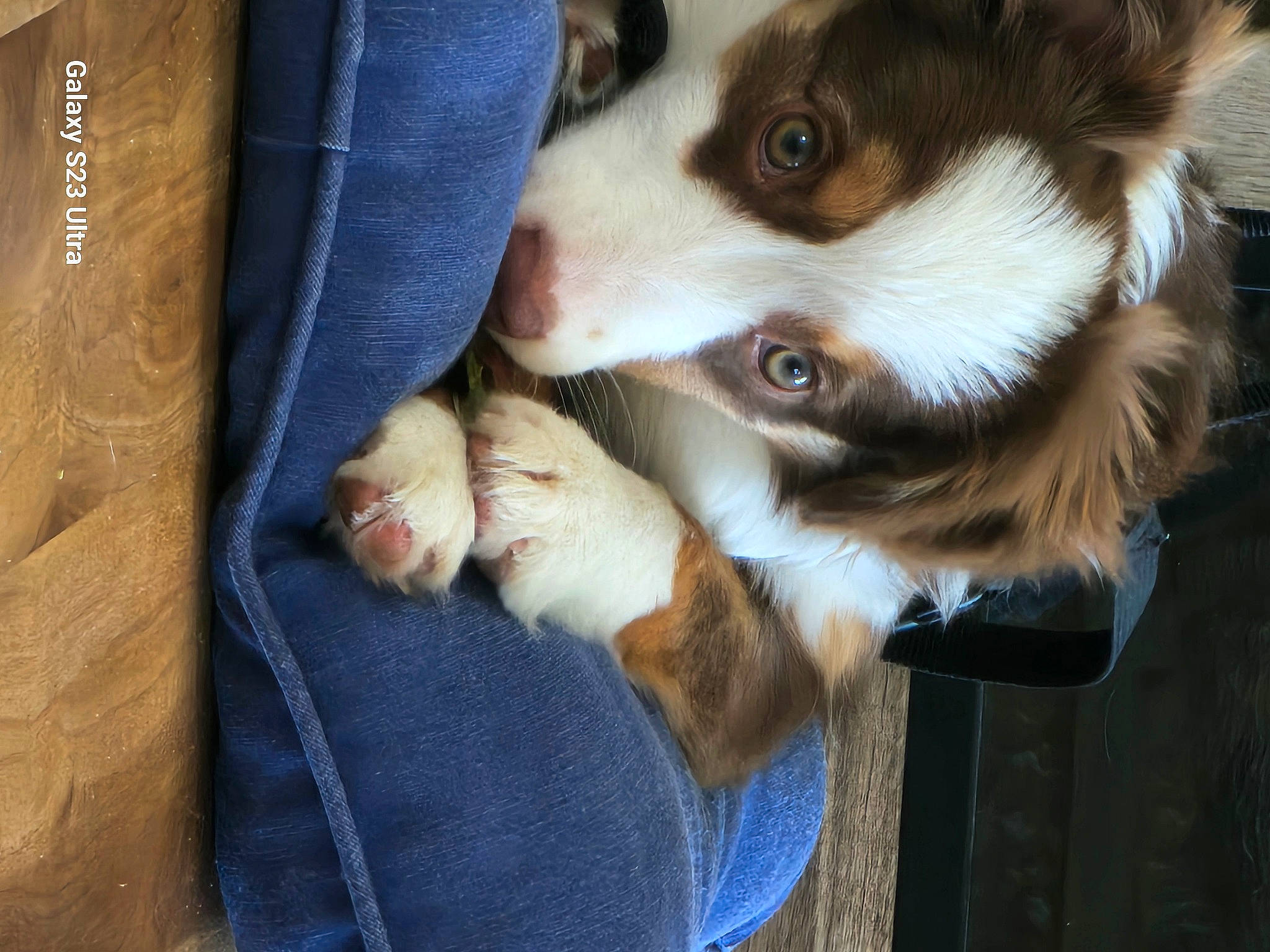 Gracie is registered to the contest to win money with this photo: border_collie, carnivore, companion_dog, dog, dog_breed, dress_shirt, felidae, fur, herding_dog, miniature_australian_shepherd, non_sporting_group, paw, terrestrial_animal, toy_dog, whiskers, working_animal, working_dog