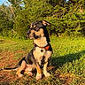 alert, animal, black_and_tan, canine, collar, dog, forest, grass, meadow, nature, outdoors, pet, portrait, profile, red_collar, sitting, summer, sunlight, tag, trees