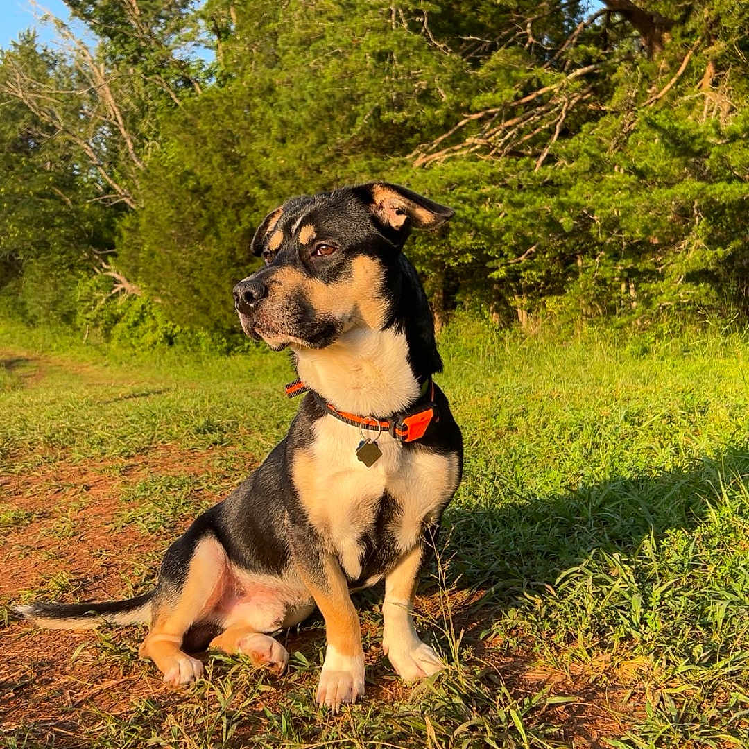 Nash