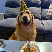 Tommy participe au concours pour gagner de l'argent avec cette photo : dog, golden_retriever, party_hat, birthday, candle, number_5, burger, french_fries, plate, table, couch, living_room, celebration, pet, smiling, happy, indoor, food, festive, animal