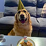 dog, golden_retriever, party_hat, birthday, candle, number_5, burger, french_fries, plate, table, couch, living_room, celebration, pet, smiling, happy, indoor, food, festive, animal