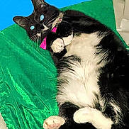 Freya Mama is registered to the contest to win money with this photo: adorable, animal, black_and_white, blue_eyes, cat, close_up, cozy, cute, domestic_cat, feline, fur, green_fabric, indoor, lying_down, paws, pet, pink_bow, playful, relaxed, whiskers