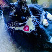 Freya joined the competition — help win amazing prizes! cat, black_and_white, whiskers, pet_tag, relaxed, indoor, feline, close_up, lying_down, fur, animal, cute, domestic_animal, pink, heart_shaped, collar, paw, portrait, household, cozy