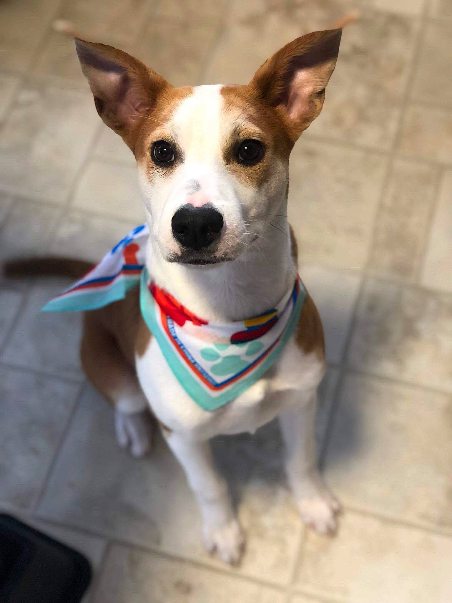 Jak is registered to the contest to win money with this photo: canidae, carnivore, companion_dog, corgi_chihuahua, dog, dog_breed, fawn, feist, jack_russell_terrier, mammal, miniature_fox_terrier, puppy, rare_breed_dog, rat_terrier, russell_terrier, snout, teddy_roosevelt_terrier, tenterfield_terrier, vertebrate, whiskers