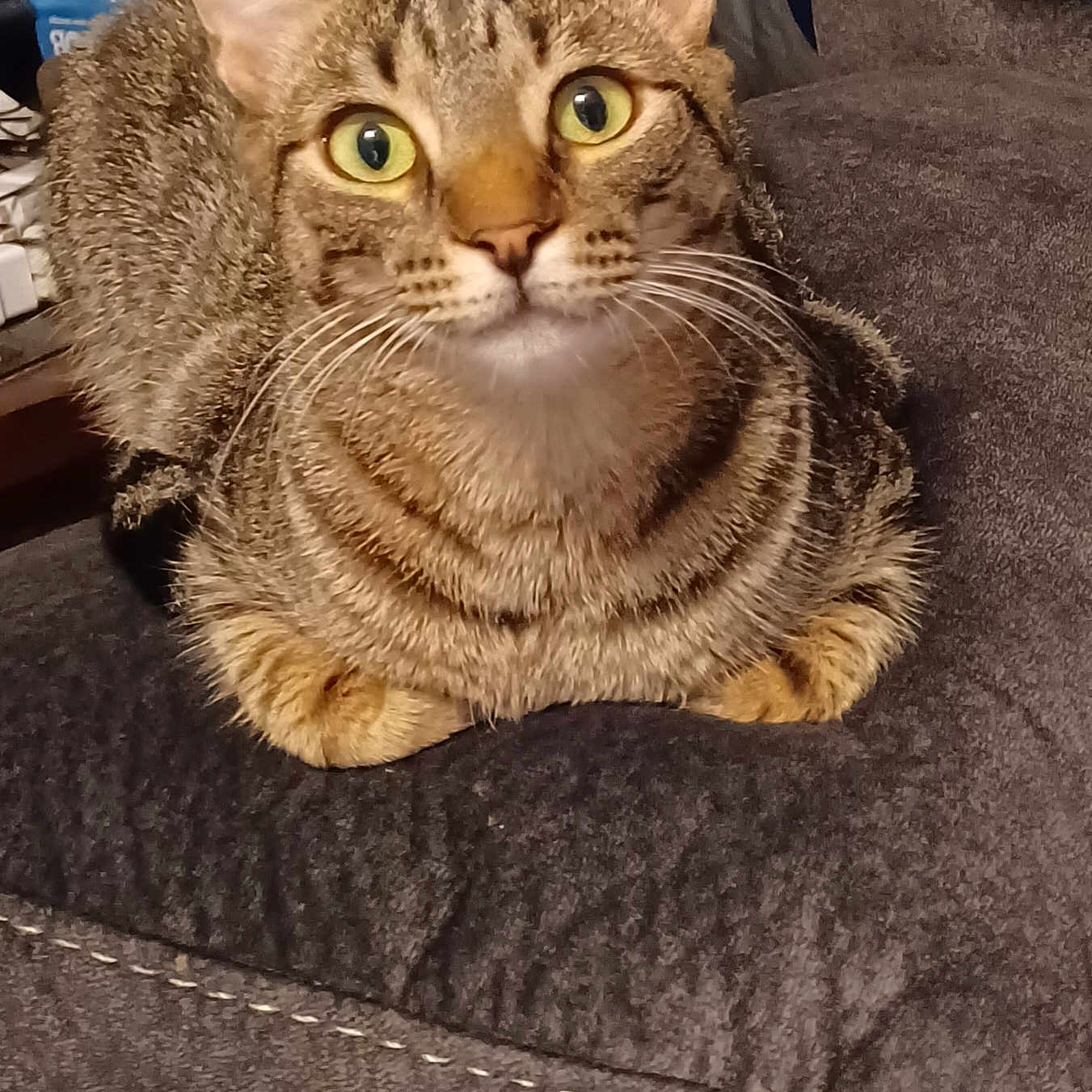 Nibbler