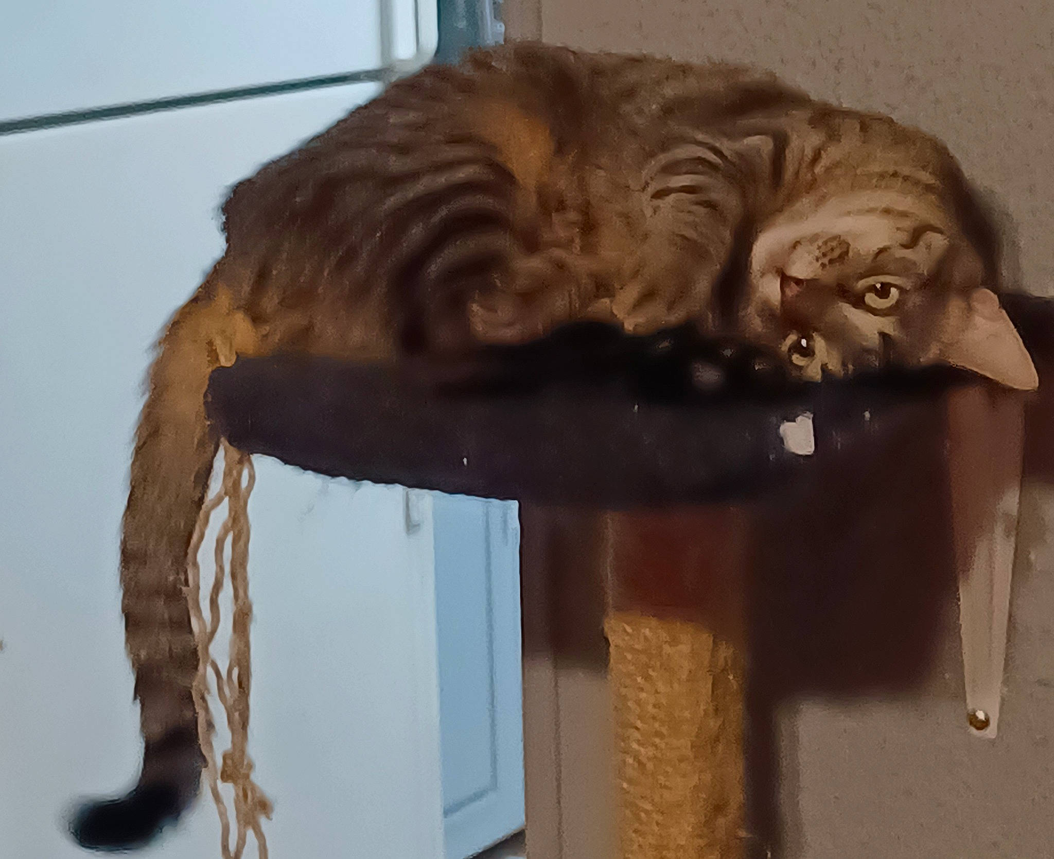 Nibbler is registered to the contest to win money with this photo: carnivore, cat, cat_supply, claw, comfort, domestic_short_haired_cat, felidae, fur, liver, natural_material, pet_supply, small_to_medium_sized_cats, snout, tail, terrestrial_animal, whiskers, wood