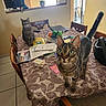 tabby_cat, cat, table, dining_room, chair, fruit_bowl, papers, laptop, window, kitchen, floor_tiles, curious, alert, domestic_animal, indoor, furniture, wooden_chair, magnet, refrigerator, houseplant