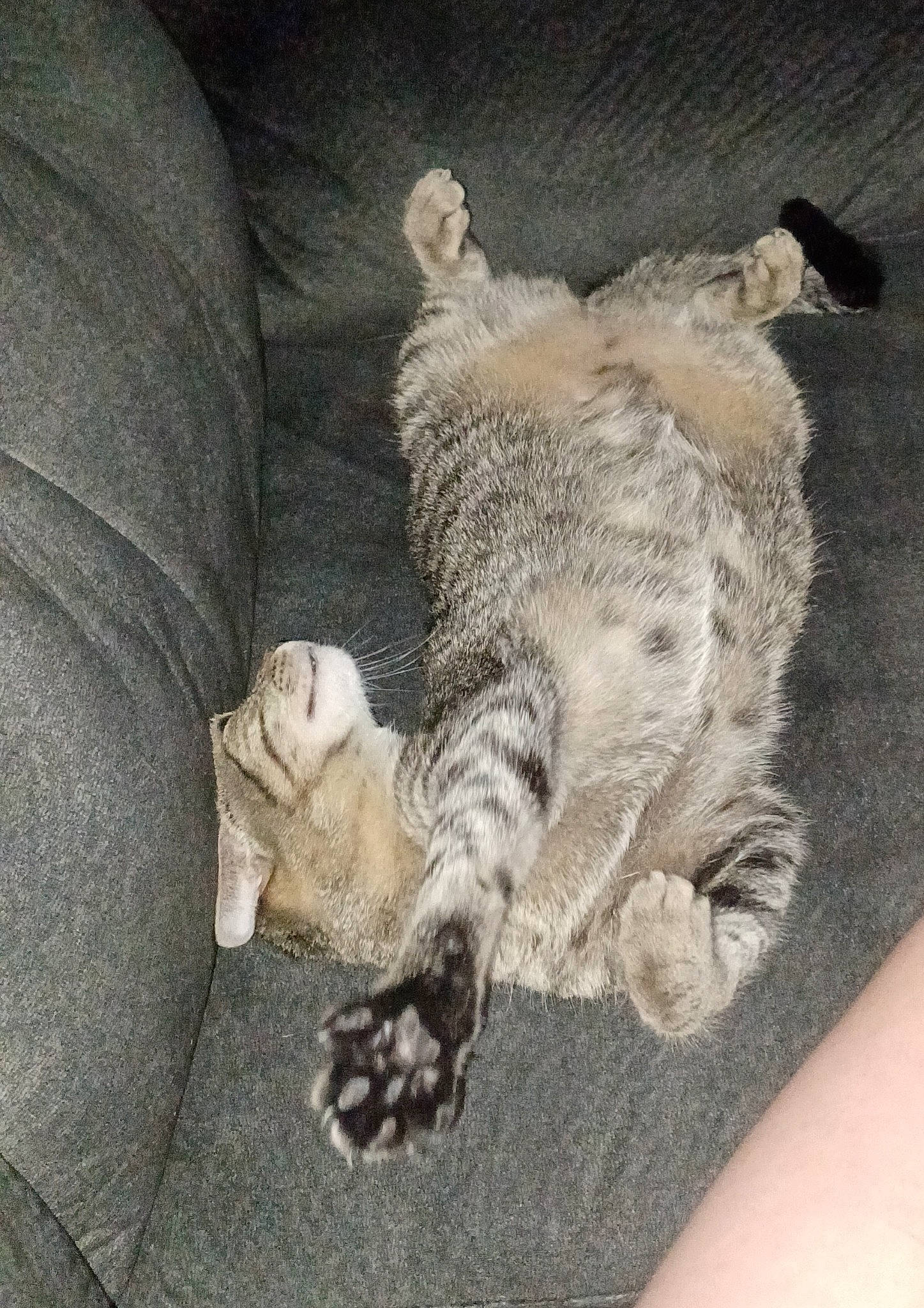 Peanut joined the competition — help win amazing prizes! canidae, carnivore, cat, claw, comfort, couch, domestic_short_haired_cat, felidae, fur, linens, nap, paw, sleep, small_to_medium_sized_cats, snout, tail, whiskers