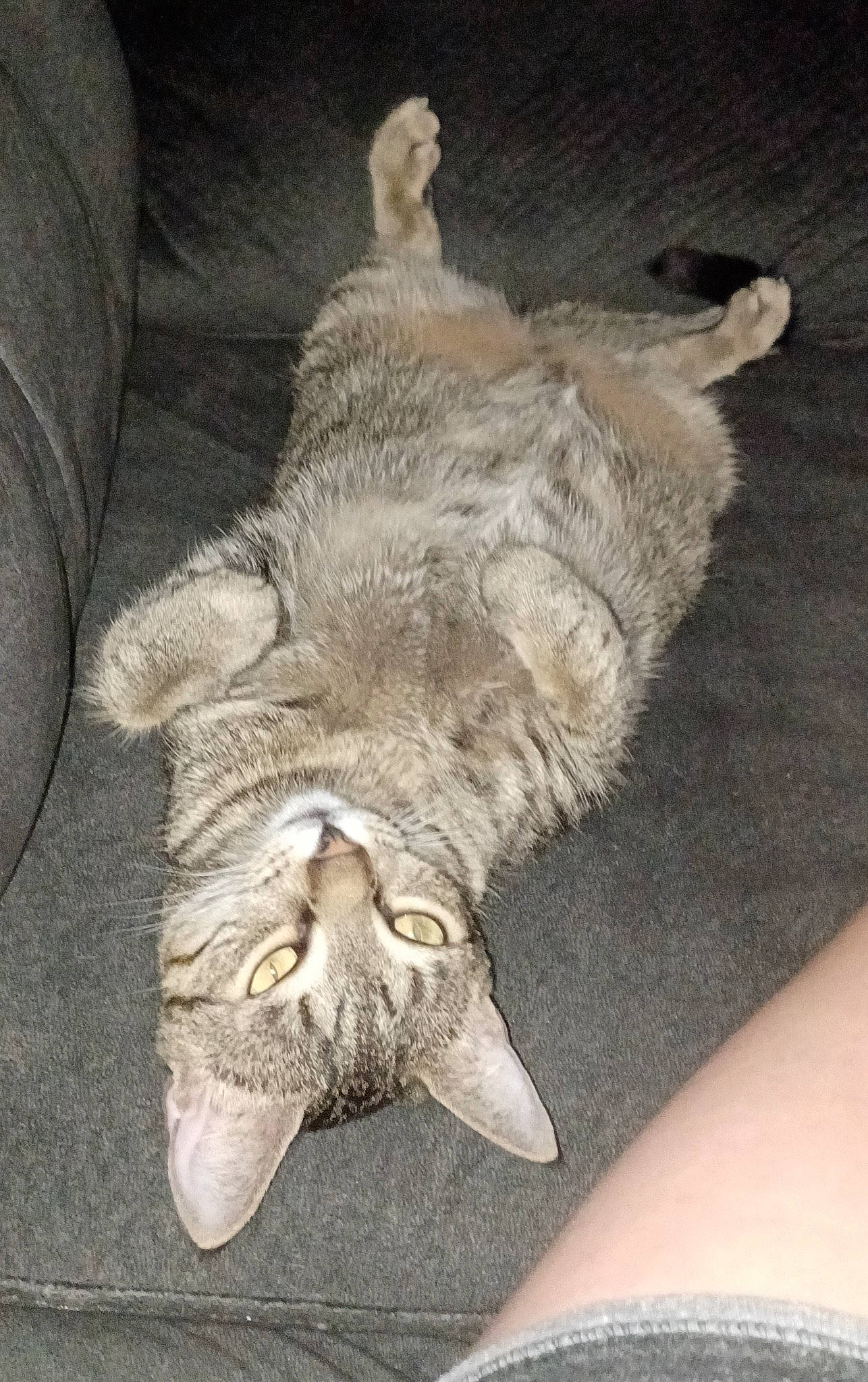 Peanut is registered to the contest to win money with this photo: carnivore, claw, fawn, felidae, fur, houseplant, paw, plant, small_to_medium_sized_cats, snout, sporting_group, tail, terrestrial_animal, whiskers