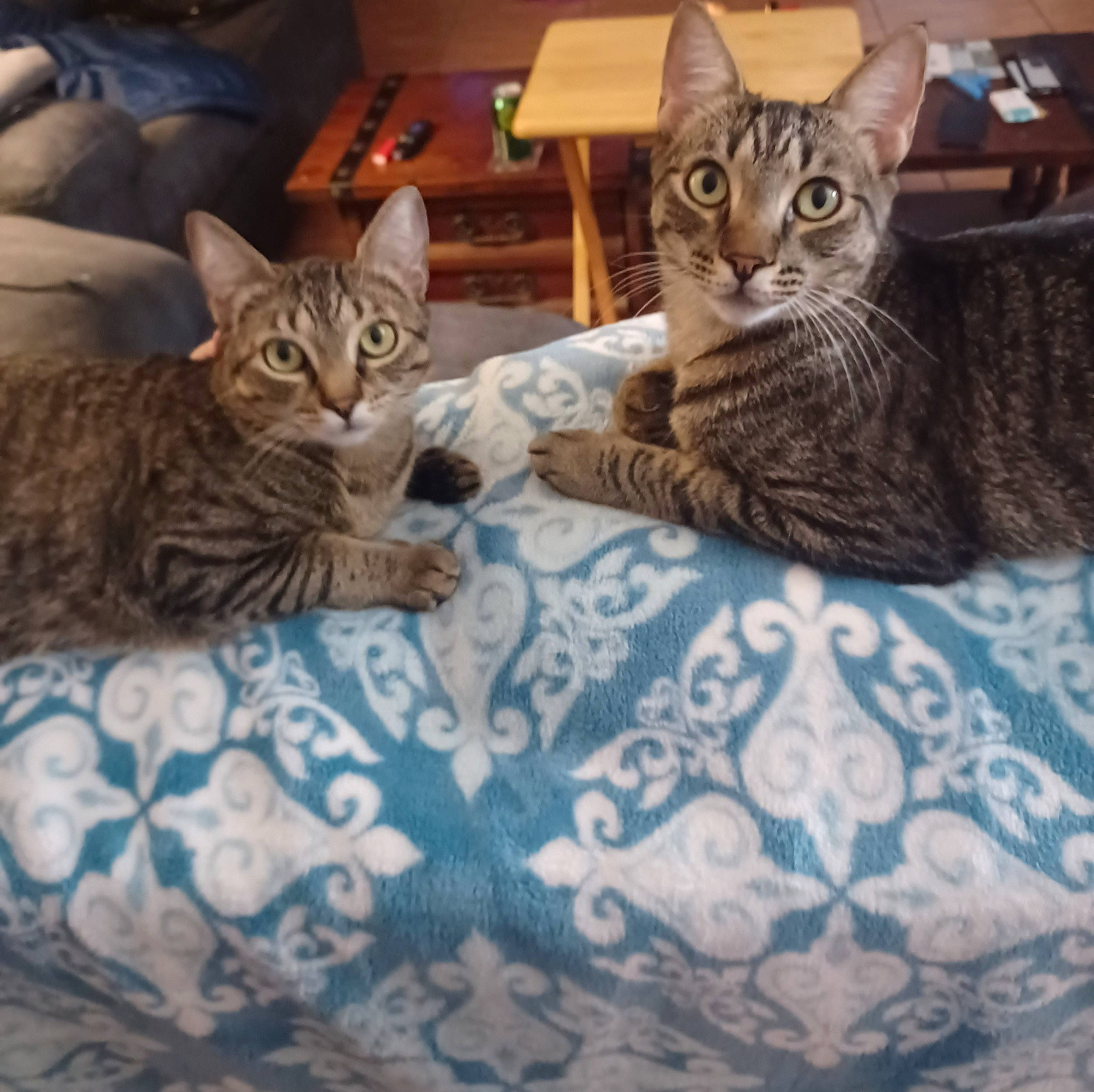 Peanut is registered to the contest to win money with this photo: bed, carnivore, cat, cat_supply, comfort, domestic_short_haired_cat, felidae, fur, linens, pattern, paw, pet_supply, sitting, small_to_medium_sized_cats, snout, square, terrestrial_animal, whiskers, wildlife