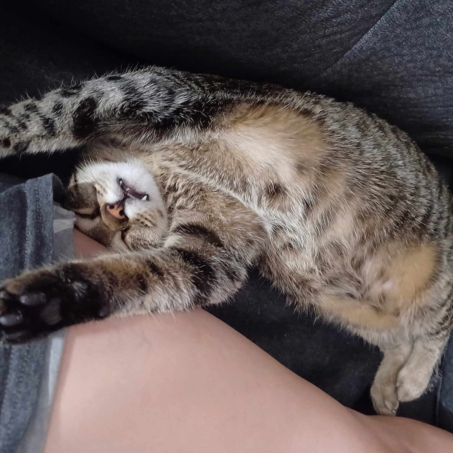 Peanut