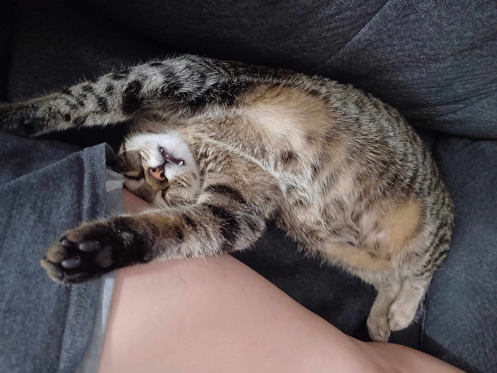 Peanut