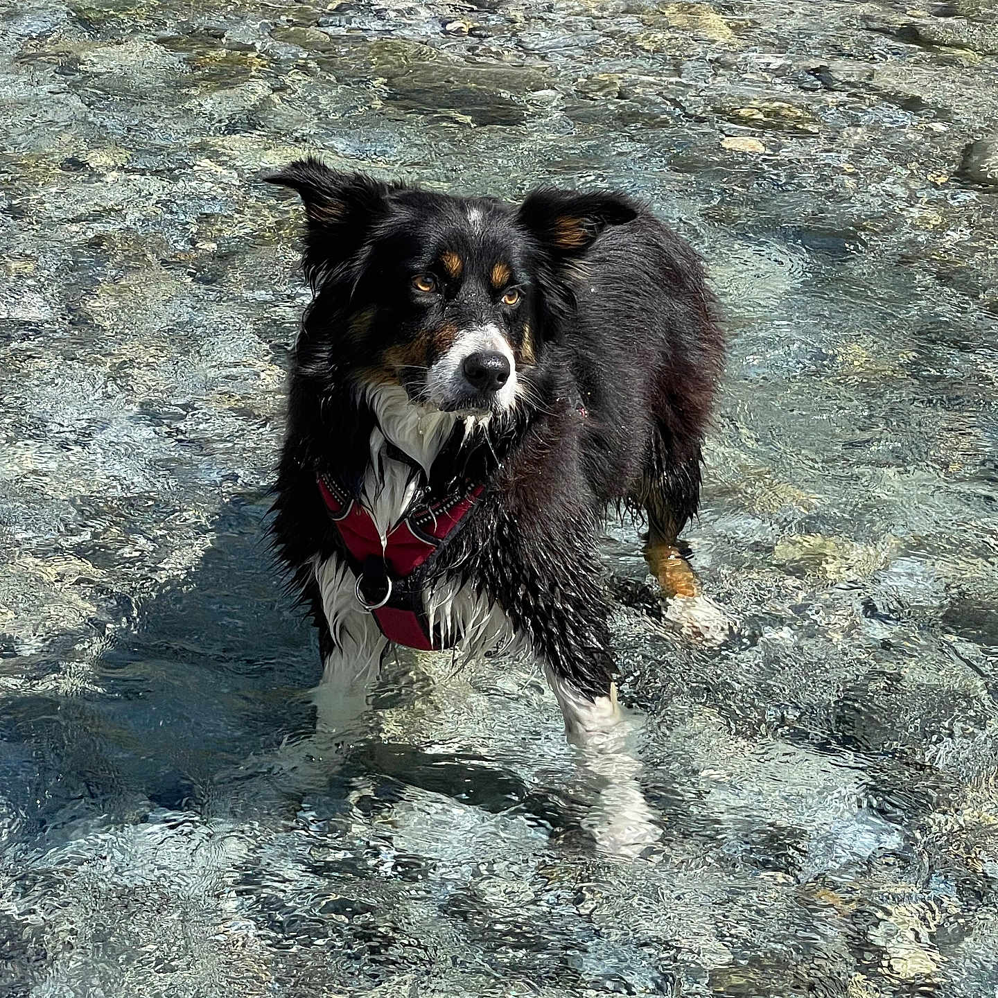 Naya a rejoint le concours — aidez-le/la à gagner de superbes lots ! accessories, animal, ball, beach, canine, coast, collie, dog, leash, nature, outdoors, pet, puppy, rock, sea, shoreline, slate, soil, strap, water
