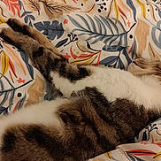 Craquotte a rejoint le concours — aidez-le/la à gagner de superbes lots ! cat, tabby_cat, white_cat, sleeping, sleepy, relaxed, lying_down, stretching, paw, fur, whiskers, ears, animal, pet, blanket, bed, indoor, cozy, patterned_fabric, timestamp