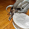 Craquotte a rejoint le concours — aidez-le/la à gagner de superbes lots ! cat, feline, pet, animal, tabby, calico, lying_down, relaxed, green_eyes, whiskers, striped_fur, spotted_fur, tote_bag, bag, wooden_floor, indoor, home, cushion, furniture, portrait