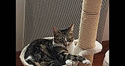 Craquotte a rejoint le concours — aidez-le/la à gagner de superbes lots ! cat, tabby_cat, pet, animal, feline, striped_fur, white_fur, sitting, lounging, paw, cat_tree, scratching_post, hammock, radiator, window, indoor, hardwood_floor, home, relaxed, portrait