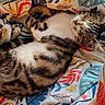 Craquotte participe au concours pour gagner de l'argent avec cette photo : cat, tabby_cat, sleeping, lying_down, pet, animal, fur, striped_fur, white_fur, bed, bedding, duvet, floral_pattern, colorful, indoors, cozy, relaxed, nap, closeup, portrait