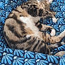cat, tabby, sleeping, grooming, paw, whiskers, fur, striped_fur, white_chest, pink_paw_pads, curled_up, relaxed, pet, animal, blanket, blue, patterned_fabric, indoors, cozy, portrait