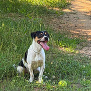 Ahsoka joined the competition — help win amazing prizes! animal, canine, collar, cute, daytime, dog, fur, grass, greenery, happy, nature, outdoor, path, pet, playful, sitting, summer, sunlight, tennis_ball, tongue_out