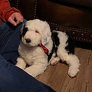 Maggie joined the competition — help win amazing prizes! puppy, dog, black_and_white, bandana, floor, wooden_floor, jeans, sock, person, hand, leather_couch, furniture, indoor, pet, canine, resting, cozy, home, casual, relaxing