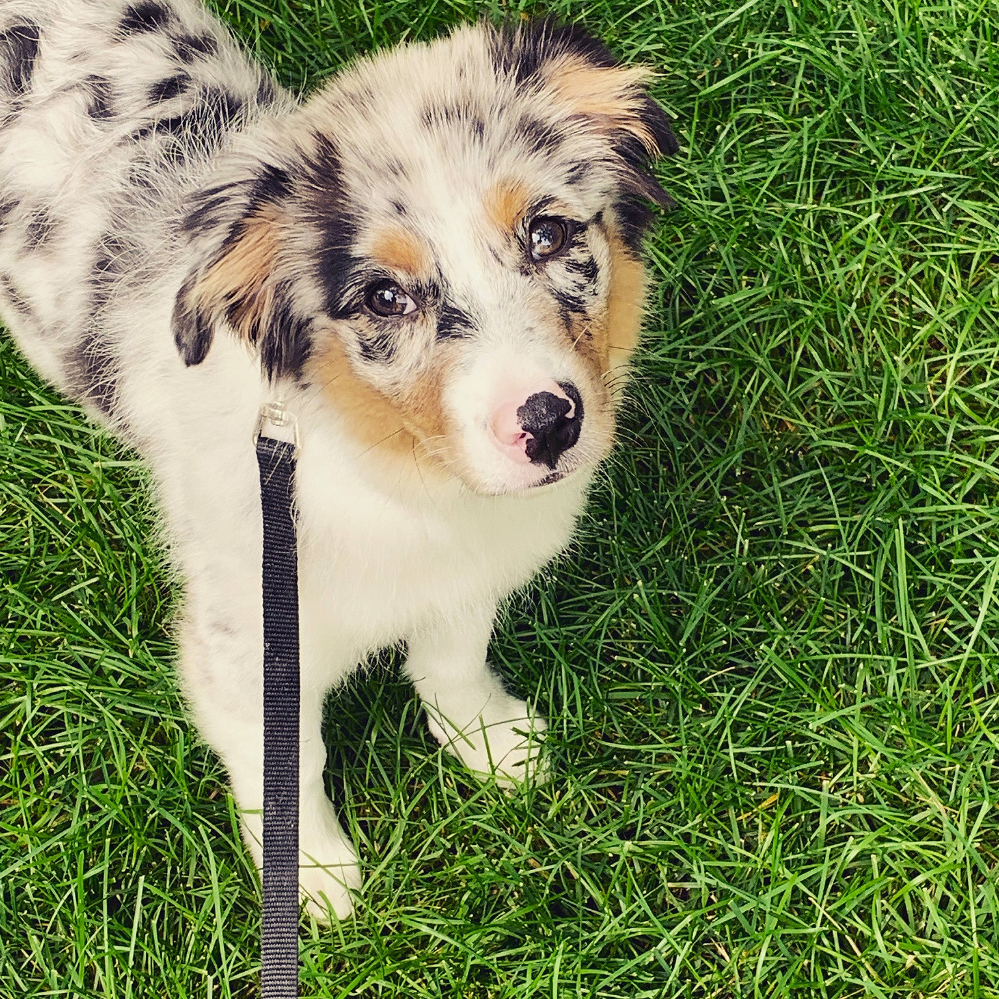 Fitz joined the competition — help win amazing prizes! art, canidae, carnivore, companion_dog, dog, dog_breed, fawn, fur, grass, herding_dog, miniature_australian_shepherd, plant, sled_dog, sporting_group, street_dog, terrestrial_animal, toy_dog, whiskers, working_animal, working_dog