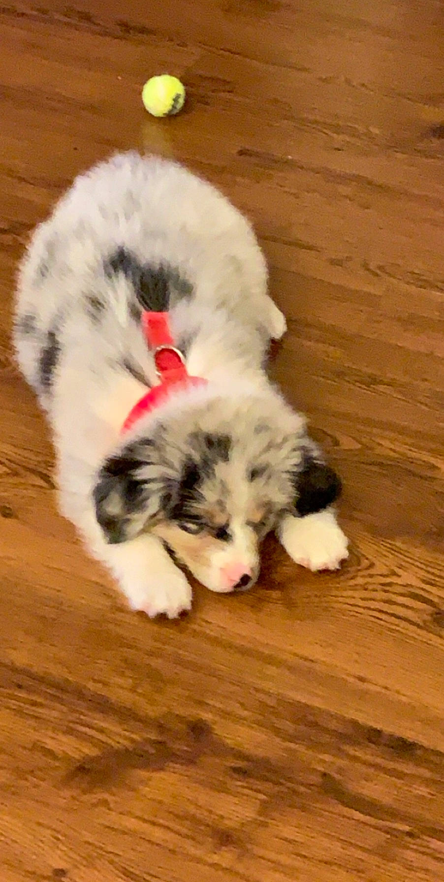 Fitz joined the competition — help win amazing prizes! canidae, carnivore, companion_dog, dog, dog_breed, flooring, fur, german_spitz_klein, hardwood, paw, puppy, snout, sporting_group, terrestrial_animal, toy_dog, whiskers, wood, wood_flooring, wood_stain, working_animal