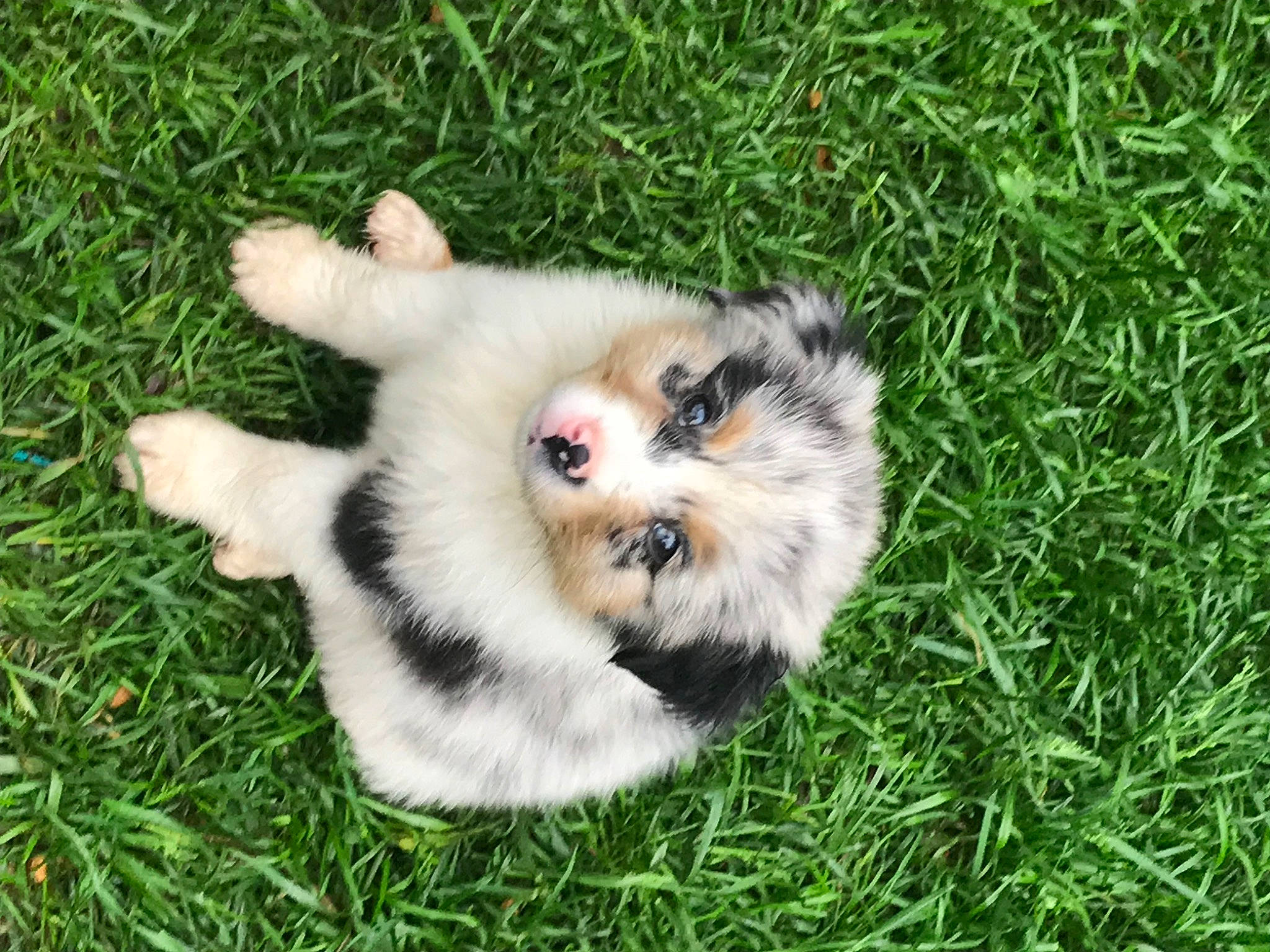 Fitz joined the competition — help win amazing prizes! ancient_dog_breeds, canidae, carnivore, companion_dog, dog, dog_breed, fawn, fur, german_spitz, german_spitz_klein, grass, groundcover, plant, pomeranian, snout, spitz, sporting_group, toy_dog, volpino_italiano, whiskers