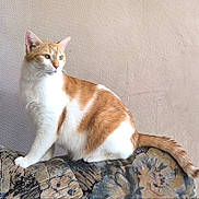 Eden a rejoint le concours — aidez-le/la à gagner de superbes lots ! cat, orange_and_white, tabby, pet, animal, feline, sitting, couch, sofa, cushion, tail, whiskers, ears, green_eyes, fur, indoors, portrait, textured_wall, patterned_fabric, cozy