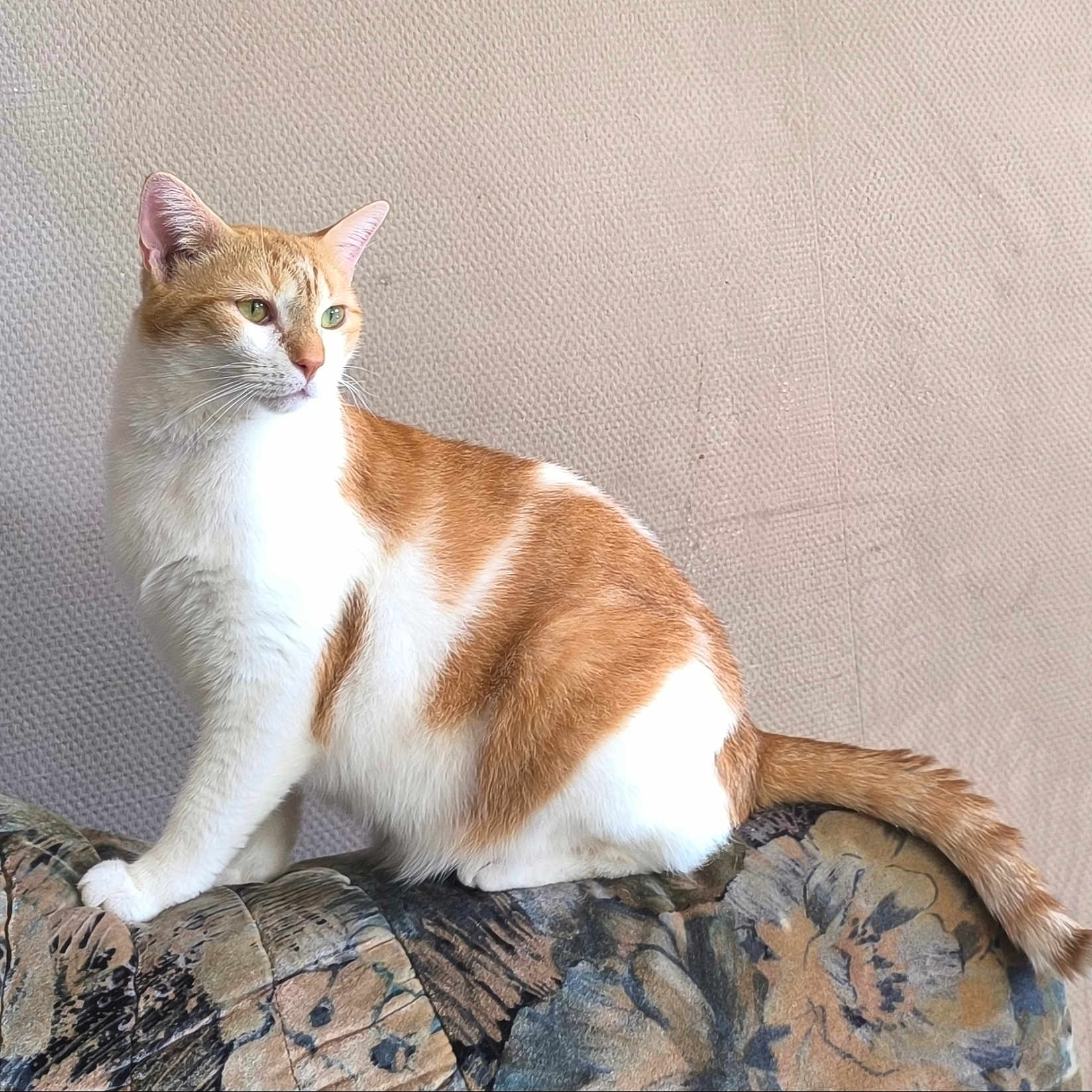 Eden a rejoint le concours — aidez-le/la à gagner de superbes lots ! cat, orange_and_white, tabby, pet, animal, feline, sitting, couch, sofa, cushion, tail, whiskers, ears, green_eyes, fur, indoors, portrait, textured_wall, patterned_fabric, cozy