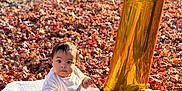 Miranda Castro is registered to the contest to win money with this photo: baby, pumpkin, blanket, autumn_leaves, balloon, number_balloon, outdoor, fall, child, flower, coat, boots, cute, seasonal, nature, celebration, orange, yellow, sunlight, portrait