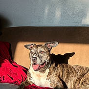 Coco is registered to the contest to win money with this photo: animal, brindle, canine, comfort, couch, dog, domestic_animal, ear_up, fur, happy, home, indoor, mammal, pet, red_blanket, relaxed, resting, shadow, sunlight, tongue_out