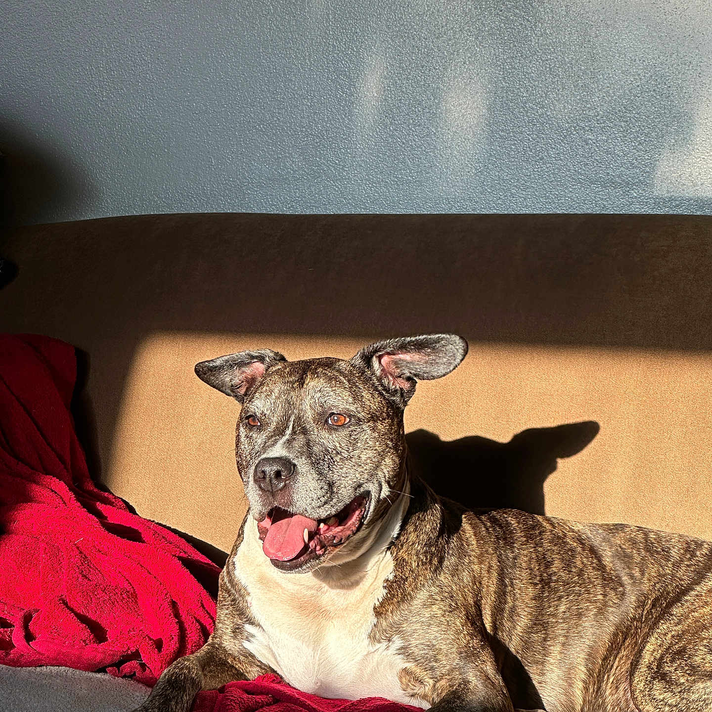Coco is registered to the contest to win money with this photo: animal, brindle, canine, comfort, couch, dog, domestic_animal, ear_up, fur, happy, home, indoor, mammal, pet, red_blanket, relaxed, resting, shadow, sunlight, tongue_out