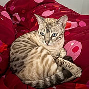 Plume participe au concours pour gagner de l'argent avec cette photo : cat, blue_eyes, striped, spotted, feline, animal, pet, resting, blanket, red_blanket, patterned_blanket, indoor, cozy, cute, relaxed, fur, whiskers, tail, ears, sleepy