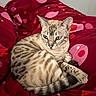 cat, blue_eyes, striped, spotted, feline, animal, pet, resting, blanket, red_blanket, patterned_blanket, indoor, cozy, cute, relaxed, fur, whiskers, tail, ears, sleepy