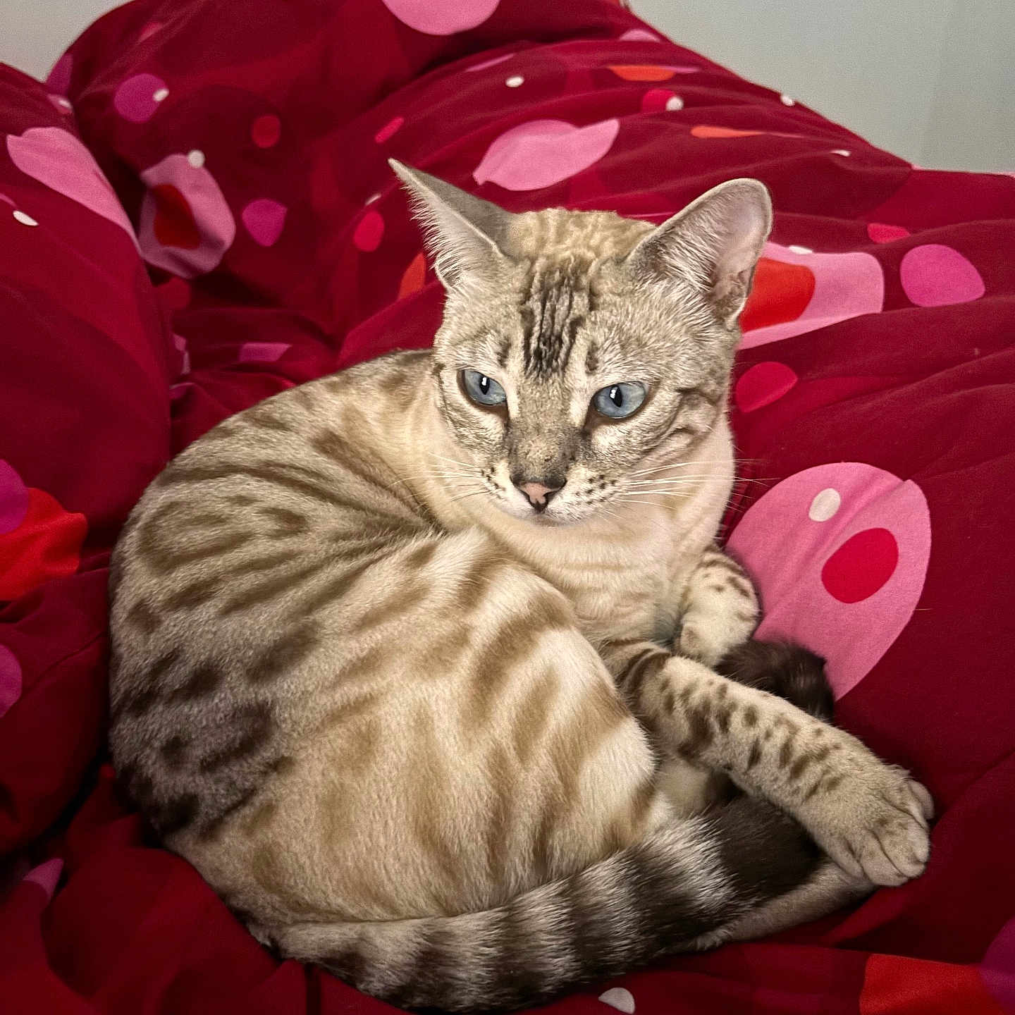 Plume participe au concours pour gagner de l'argent avec cette photo : cat, blue_eyes, striped, spotted, feline, animal, pet, resting, blanket, red_blanket, patterned_blanket, indoor, cozy, cute, relaxed, fur, whiskers, tail, ears, sleepy